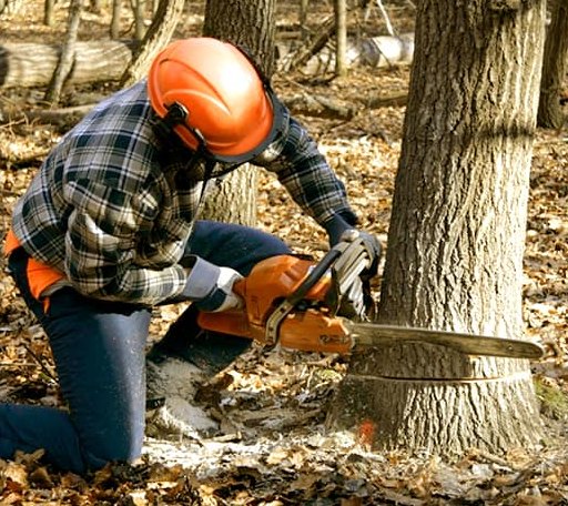 Tree Removal in Treece, KS
